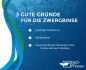 Preview: Zwergbinse